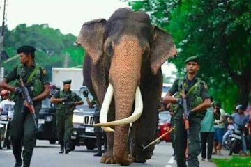 நெதுன்கமுவ ராஜா யானையை தேசிய உடைமையாக பிரகடனம்!