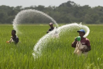 இரசாயன உரமின்மையால் ஏற்பட்ட விளைவு- ஒப்புக்கொண்டது அரசாங்கம்