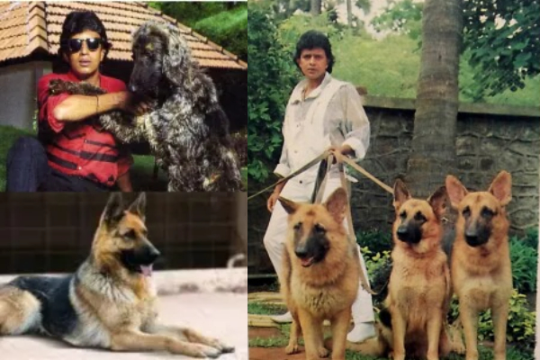 mithun chakraborty dogs