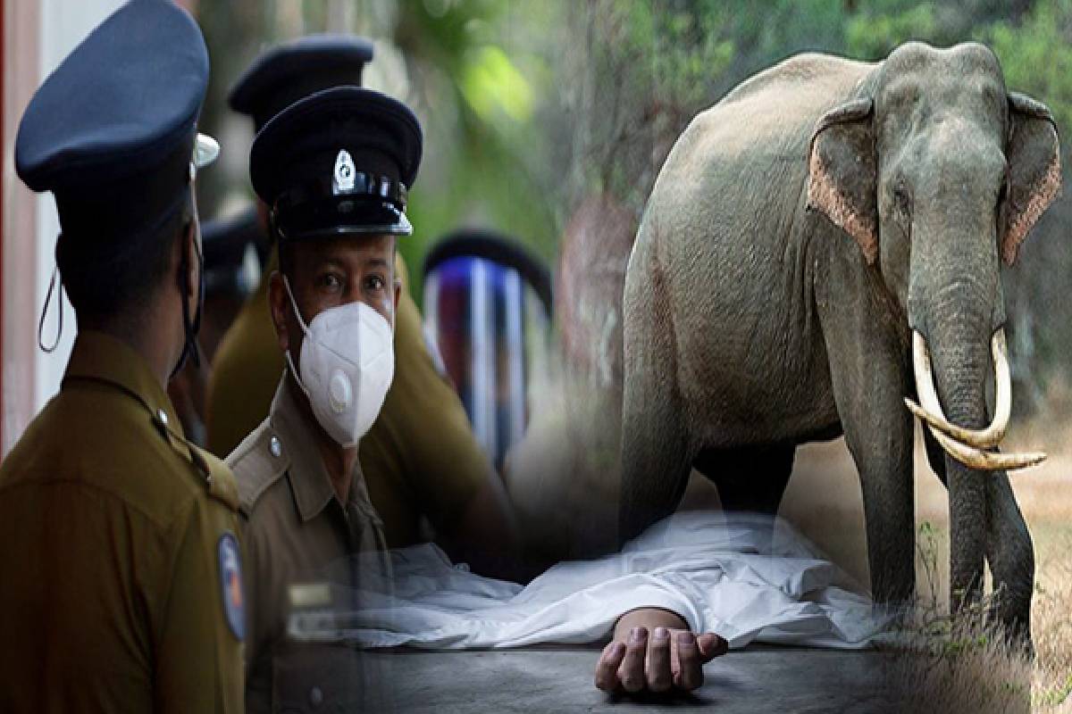மீன்பிடிக்கச் சென்றவர் காட்டு யானை தாக்கி உயிரிழப்பு | Man Killed By Wild Elephant While Fishing