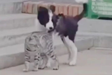 பூனையை நாற்காலியாக மாற்றிய நாய்! வியந்து பார்க்கும் நெட்டிசன்கள்