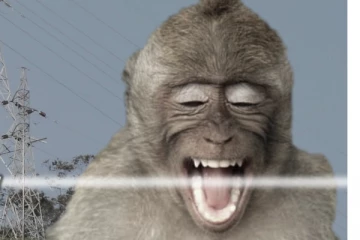 ලංකාවෙම ලයිට් කපලා අපේ වඳුරා ජාත්‍යන්තරයටම යයි - බලන්නකෝ ලැබුණු තැන - (PHOTOS)