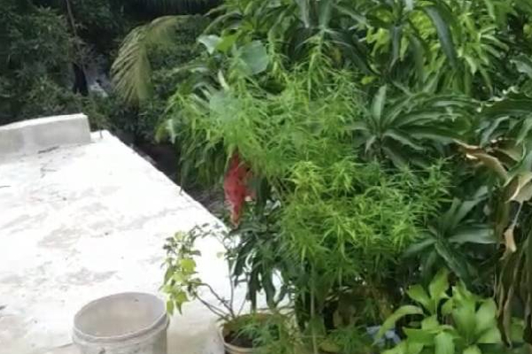 அம்பாறையில் 3 வது மாடியில் இரகசியமாக கஞ்சா செடி வளர்த்தவருக்கு நேர்ந்த கதி! | Ampara Terraced House Karala Cannbis Plant Arrest அம்பாறையில் 3 வது மாடியில் இரகசியமாக கஞ்சா செடி வளர்த்தவருக்கு நேர்ந்த கதி! | Ampara Terraced House Karala Cannbis Plant Arrest