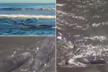 நிலநடுக்கத்திற்கு முன்பே கரை ஒதுங்கிய பெரிய திமிங்கலங்கள்