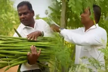 றீ(ச்)ஷா ஒருங்கிணைந்த பண்ணையில் முருங்கைக்காய் அறுவடை