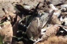 அதிவேகமாக பரவும் பறவைக் காய்ச்சல் - கேரள இறைச்சிக்கு தமிழ்நாட்டில் தடை