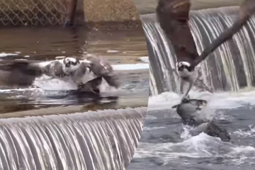 Viral Video: மிகப்பெரிய மீனை பிடித்து கழுகு செய்த காரியம்... பரிதாபமான காட்சி