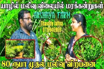 யாழில் மலிவு விலையில் மரக்கன்றுகள்: முழு விபரம் இதோ