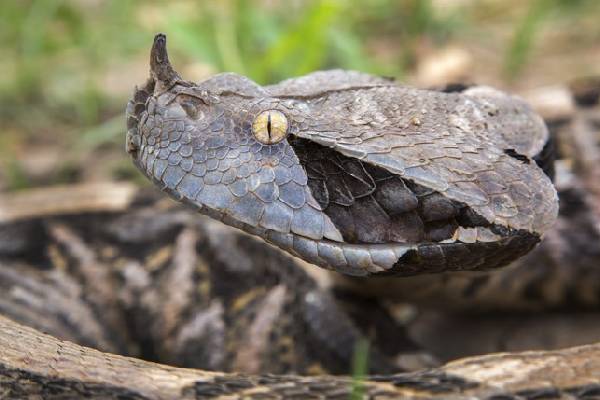 கொடிய விஷம் கொண்ட Gaboon Viper பாம்பை அசால்ட்டாக கையாலும் நபர்! பீதியை கிளப்பிம் காட்சி | Man Holding Most Venomous Gaboon Viper Snake Video