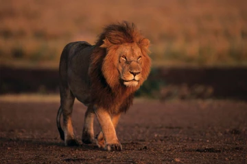 சிங்கத்தின் ஒற்றை பார்வையால் மிரண்டு ஓடிய ஓநாய்கள் - வைரலாகும் வீடியோ