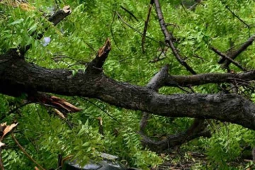 மாத்தளையில் 16 சிறுவனின் உயிரை பறித்த மரம்!