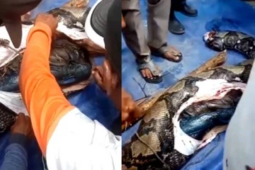 காணாமல் போன பெண்ணொருவர் பாம்பின் வயிற்றிலிருந்து பிணமாக மீட்பு: வைரலாகும் பதிவு!