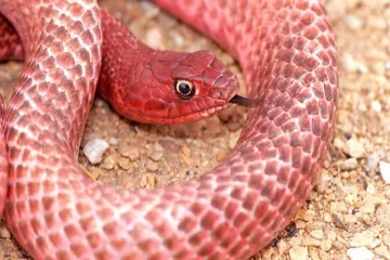 ஒரே கடியில் ஒரே நொடியில் மரணம் - உலகின் ஆபத்தான பாம்புகள்