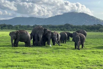 රිටිගල වනාන්තරය වෙන් කළේ කාටද?