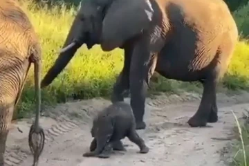 பிறந்த அடுத்த நிமிடமே சிலிர்த்து கொண்டு எழுந்த குட்டி யானை! எத்தனை முறை பார்த்தாலும் சலிக்காத காட்சி