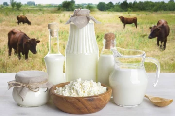 பசும் பால் vs எருமை பால் : எது உடலிற்கு நல்லது?