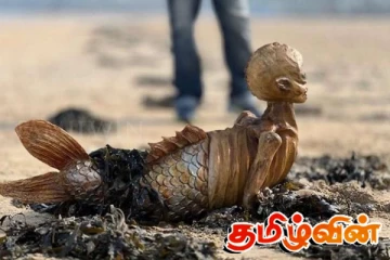 பிரித்தானிய கடற்கரையில் கரை ஒதுங்கிய மர்ம உயிரினம்