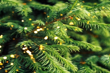 மரத்தின் இலைகளில் கிடைக்கும் தங்கம் - விஞ்ஞானிகளின் புதிய கண்டுபிடிப்பு