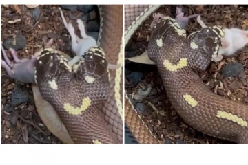 இரண்டு தலை பாம்பிடம் சிக்கிய எலிக்குட்டிகள்! அப்படியே சாப்பிடும் ஆச்சரியம்: கமெராவில் சிக்கிய காட்சி