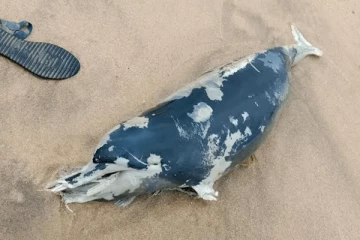 கல்முனை கடற்கரை பிரதேசத்தில் இறந்த நிலையில் டொல்பின் மீன்