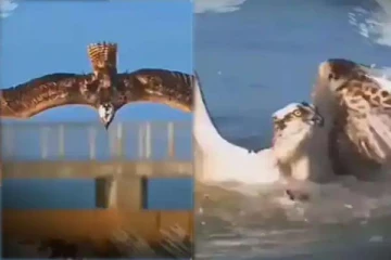 கடலுக்குள் மூழ்கிய கழுகு: ராட்சத மீனை பிடித்து செல்லும் திரில் காட்சி