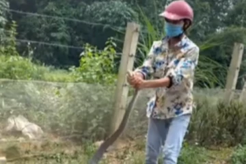 சீறிக் கொண்டு படம் எடுத்த பாம்பை அசால்டாக பிடித்து பார்சல் செய்த சிங்கப் பெண்….. விழிப்பிதுங்க வைக்கும் காட்சி