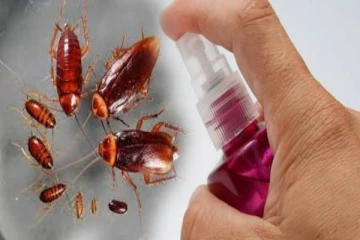 வீட்டில் கரப்பான் பூச்சி தொல்லை அதிகரித்துவிட்டதா? இதை ட்ரை பண்ணி பாருங்க