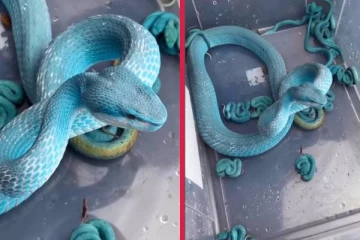 viral video: நீல நிற பாம்பை பார்த்ததுண்டா? அழகை போன்றே ஆபத்தும் அதிகம்