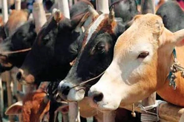 பசு வதையை முழுமையாக தடை செய்யும் முக்கிய சட்டமூலம்