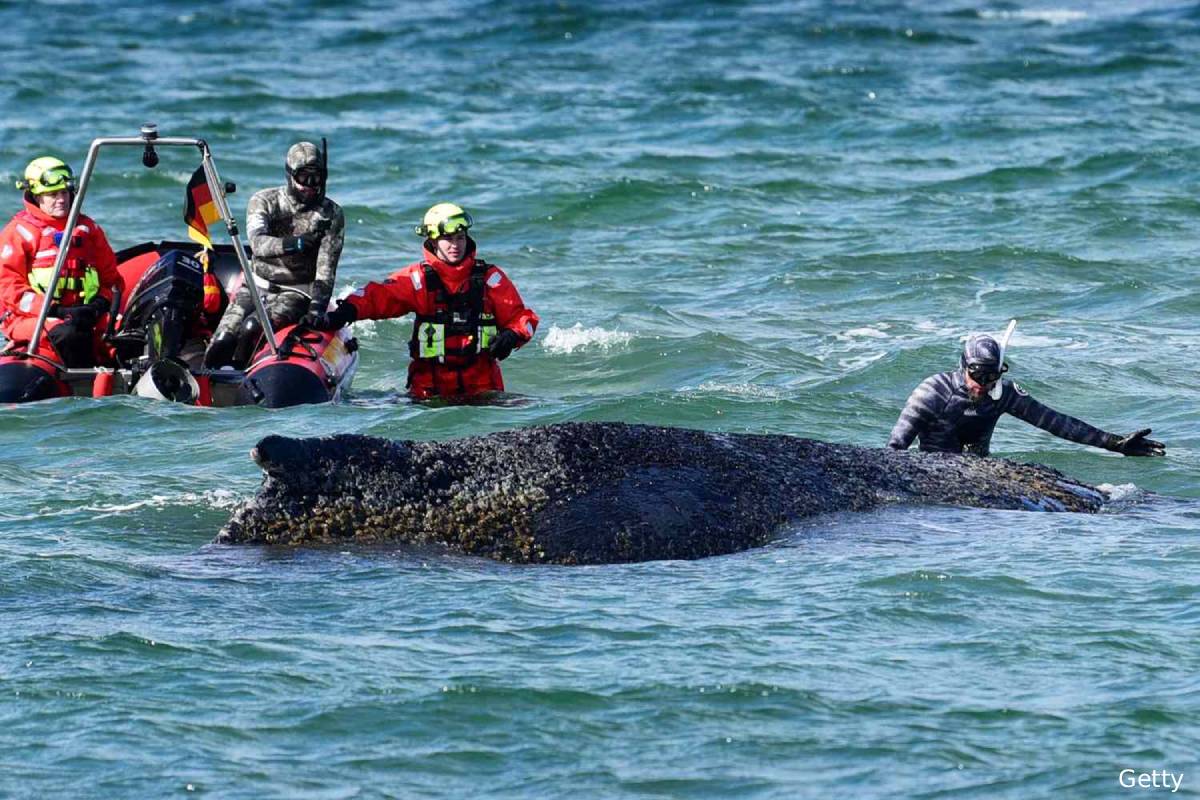 ஜேர்மன் கடற்கரையில் சிக்கியிருந்த திமிங்கலம்: மீண்டும் கவலையை ஏற்படுத்தும் ஒரு தகவல் | German Whale Again Struck In Shallow Coast ஜேர்மன் கடற்கரையில் சிக்கியிருந்த திமிங்கலம்: மீண்டும் கவலையை ஏற்படுத்தும் ஒரு தகவல் | German Whale Again Struck In Shallow Coast