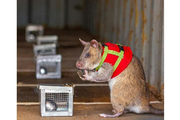 களமிறங்கும் எலிப்படையினர்! தோள் கொடுக்கும் மறு அவதாரம்...மிரள வைத்த ஆராச்சியாளர்கள் | Trained Rats To Be Sent Into Earthquake Debris