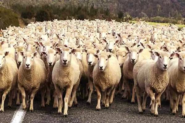 மாயை படத்தில் செம்மறி ஆடுகள் மத்தியில் இருக்கும் ஓநாய் எங்கே? | Where Is The Wolf Among The Sheep Eye Test மாயை படத்தில் செம்மறி ஆடுகள் மத்தியில் இருக்கும் ஓநாய் எங்கே? | Where Is The Wolf Among The Sheep Eye Test