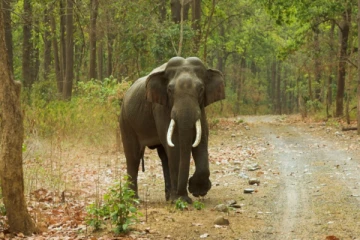 யானை தாக்கி நபர் ஒருவர் காயம்