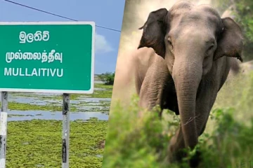 முல்லைத்தீவில் யானைத்தாக்குதலுக்கு இலக்கான ஆசிரியர்