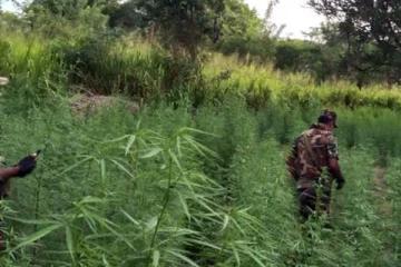 பெரும் தொகை கஞ்சா செடிகளுடன் சிக்கிய சந்தேக நபர்