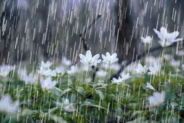 நாட்டில் அதிக மழைக்கு வாய்ப்பு!