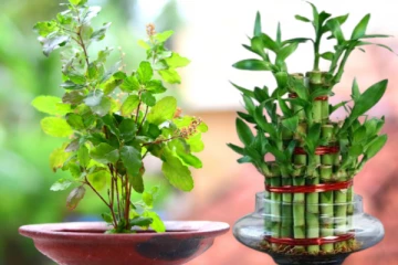 வாஸ்து: வீட்டில் இந்த 5 செடிகளை நட்டால் போதும் பணம் கொட்டுமாம்