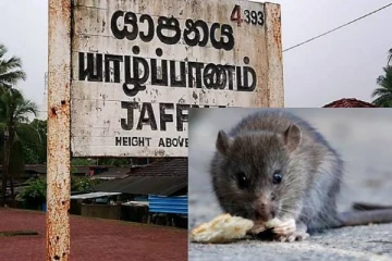 யாழ்ப்பாணத்தை அச்சுறுத்தும் எலிக்காய்ச்சல்... இங்கிருந்துதான் பரவுகின்றதா?