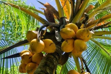 தேங்காய் கள்ளர்களுக்கு நீதிமன்றம் வழங்கிய தீர்ப்பு