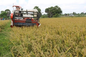 கிளிநொச்சியில் நெல்லை கொள்வனவு செய்யுமாறு விவசாயிகள் கோரிக்கை
