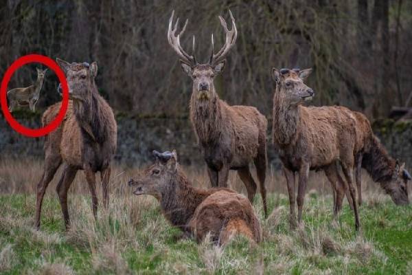 படத்தில் கூர்மையான கண் இருந்தால் ஆறாவது மானை கண்டுபிடிக்க முடியுமா? | Spot Sixth Deer In This Optical Illusion