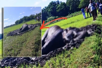 வயலில் சேற்றில் சிக்கி உயிருக்குப் போராடும் யானை: அதிகாரிகளுக்கு மக்களின் கோரிக்கை