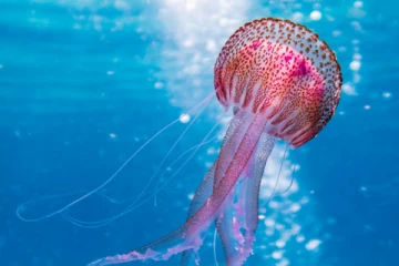 இறந்தாலும் உயிருடன் வரக்கூடிய வினோதமான உயிரினம் எது தெரியுமா?