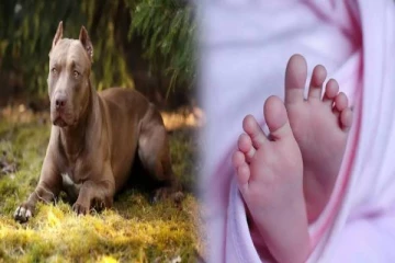 நொடிகளில் நடந்த விபரீதம் ; நாய் கடித்து பரிதாபமாக உயிரிழந்த 7 மாத குழந்தை