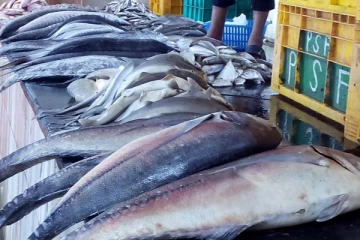 உச்சத்தை தொடும் மீனின் விலை