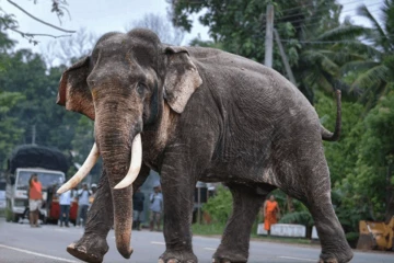 කාවන්තිස්ස ඇතාගේ මරණය ගැන විමර්ශනයට පත් කළ විශේෂඥ කමිටුව පළමු වරට රැස්වෙයි