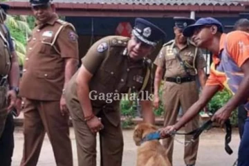 පොලිසියට නෙදර්ලන්තයෙන් ගෙනා නව සුනඛයින්...