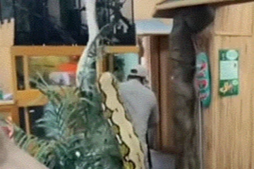 துண்டை போடுவது போல மலைப்பாம்பாம்பை தூக்கி தோளில் சுமந்து செல்லும் நபர்...! விழி பிதுங்க வைத்த காட்சி