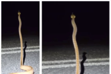 திடீரென வேல் போல் செங்குத்தாக நின்ற விஷப்பாம்பு: மிரட்டலான வீடியோ வைரல்