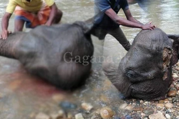 කපා කොටා වන අලියෙක් ඝාතනය කෙරේ. - (PHOTOS)